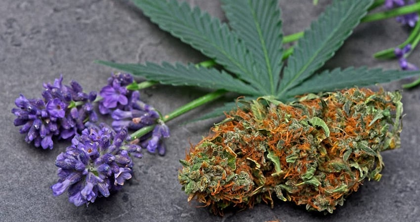 Image of linallool strain next to purple flower