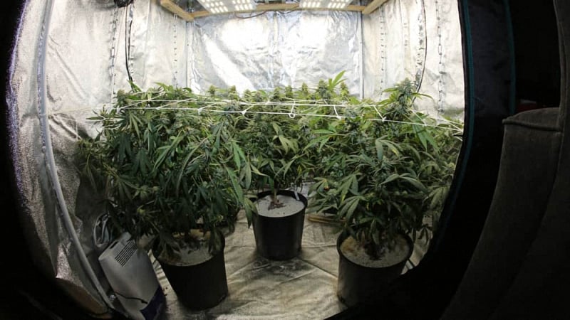 Inside a cannabis grow tent with multiple cannabis plants