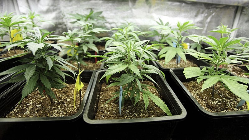 Multiple cannabis containers with cannabis plants on top inside a growing tent