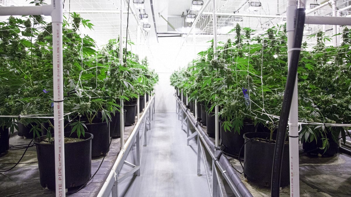Inside a weed farm between an aisle of many grow boxes 