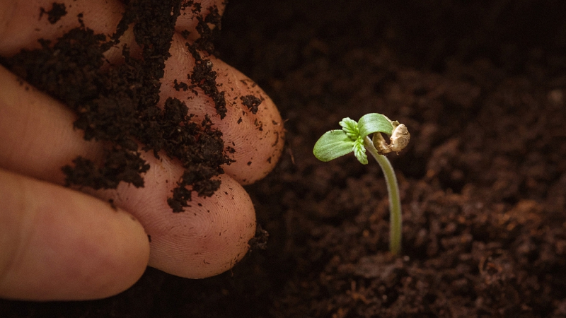 Person tending to a new grown cannabis plant 