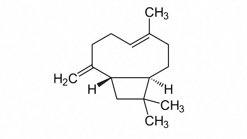 chemistry of Beta-Caryophyllene
