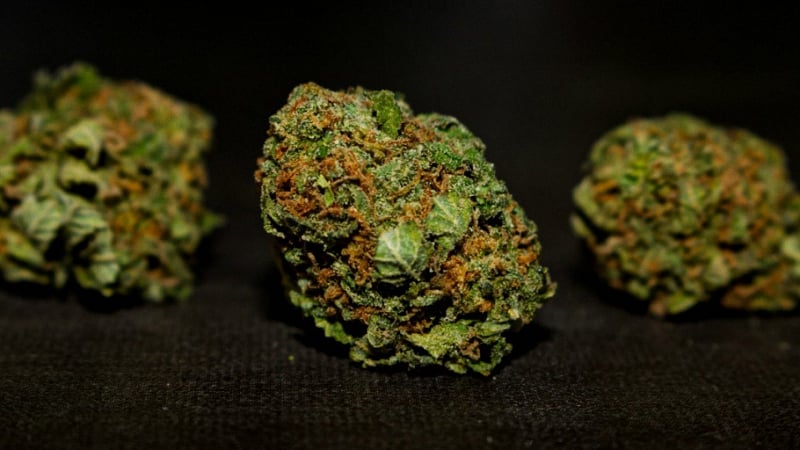 Bubba kush buds in a black background