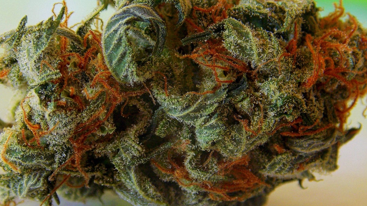 Close up image of a cannabis orange bud