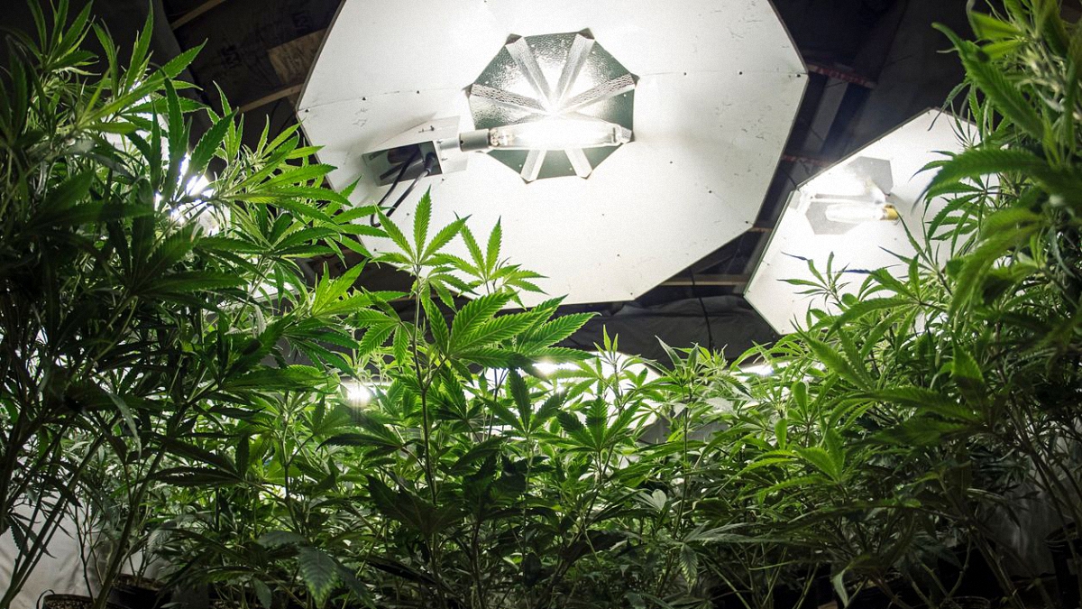 Cannabis indoor production setup with surrounding lights on top