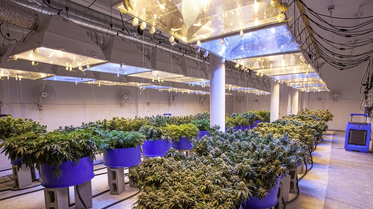 A cannabis indoor farm with professional lighting 