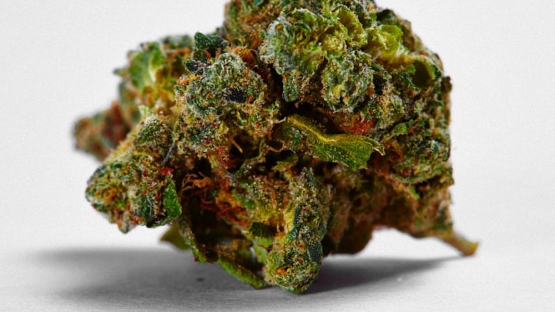 Close up image of Green crack sativa bud on a white background