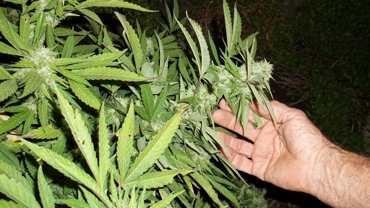 Person checking up on cannabis grown outside at night