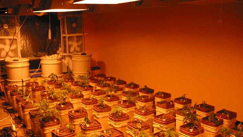 An indoor weed farm with multiple cannabis plants in a yellow light setting