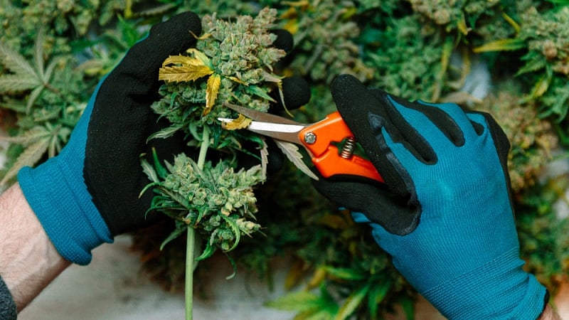 Person wearing blue and black gloves cutting a cannabis bud with an orange scissor