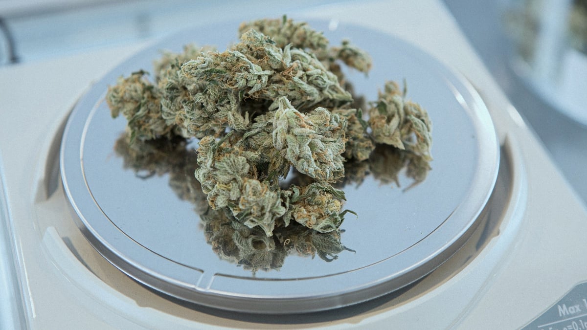 Marijuana buds on a scale