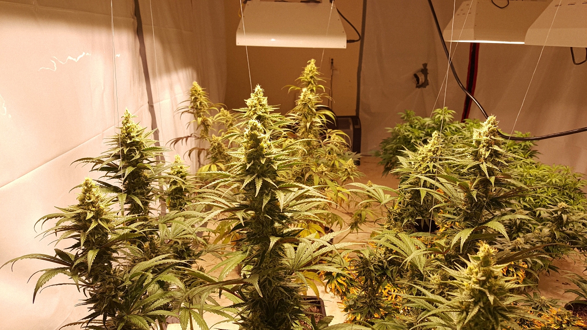 Image of a cannabis farm indoors