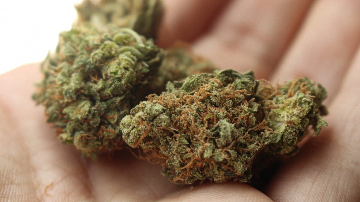 Close up image of two hybrid cannabis bud on a palm of a person holding them