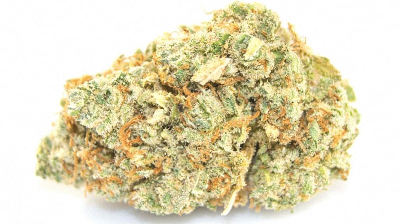 Jack herer cannabis strain bud in a white background