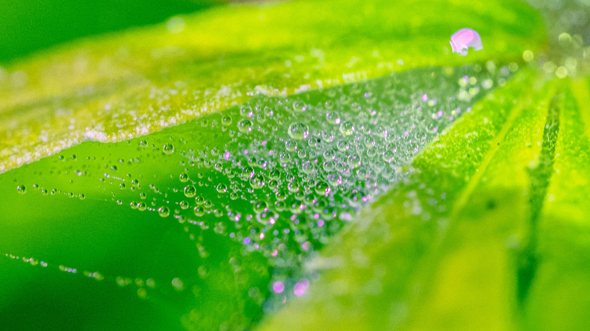 Green fresh leaf covered with microscopic web of spider mite colony. Plant disease. Tetranychus. Close-up drop water.disinsection. pesticide spraying.