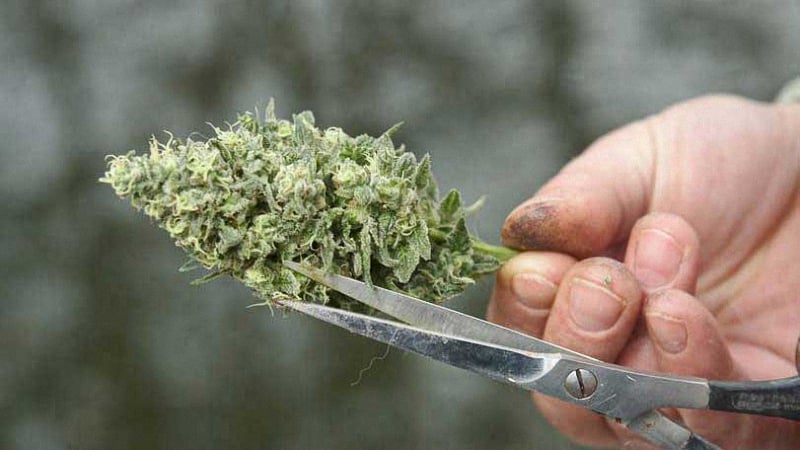 Close up image of a person holding a marijuana bud while trimming it