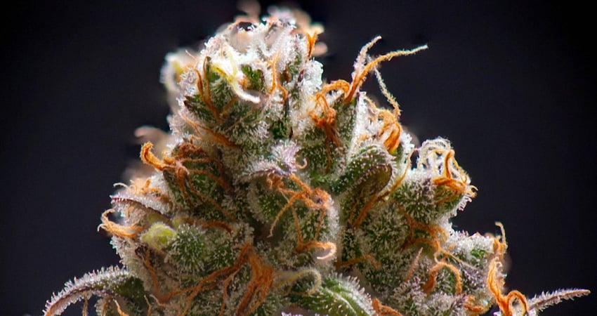 Close up image of one of Humulene strain bud