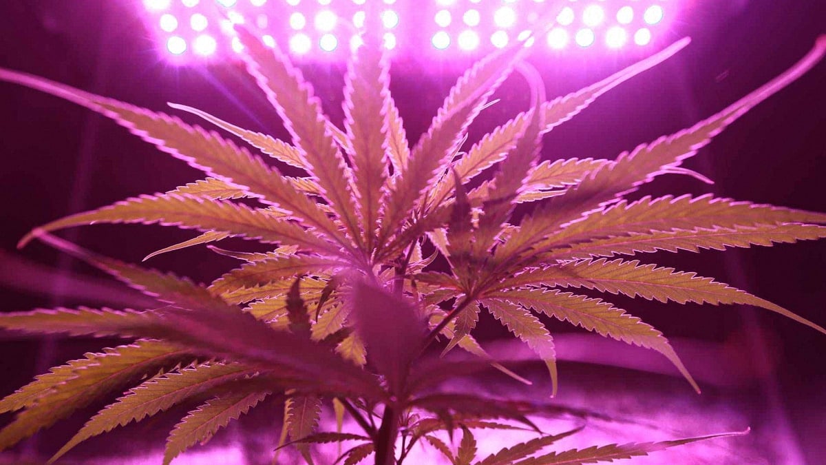 Cannabis plant under purple lights inside a grow tent
