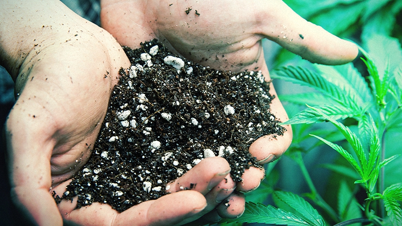 A person holding soil for growing weed with two hands and cannabis leaf in background