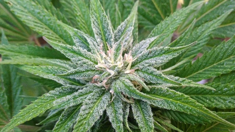White widow cannabis plant