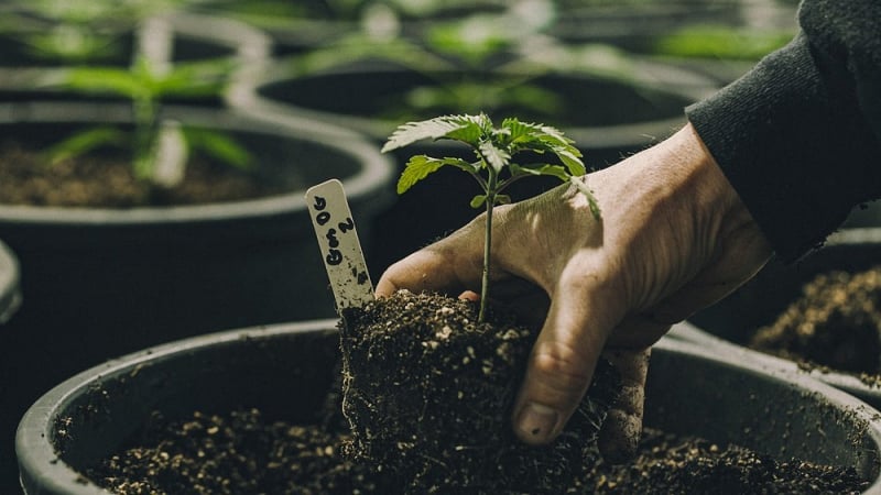 A person tending to a cannabis plant growing in a black grow box