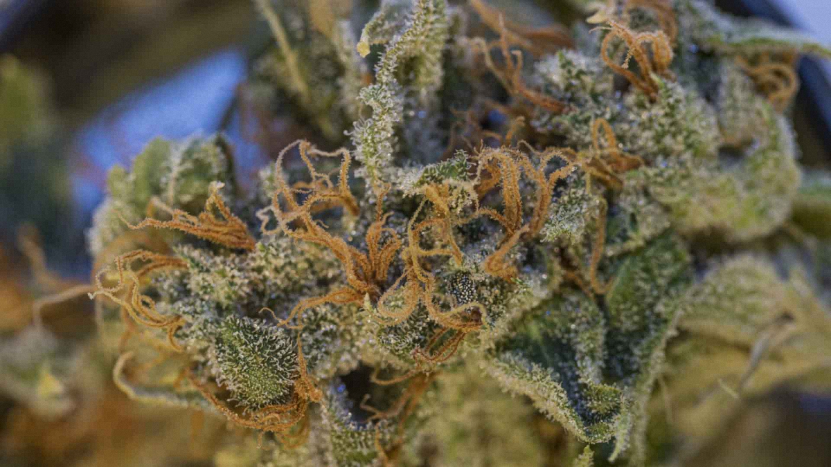 Ak 47 cannabis bud close up image