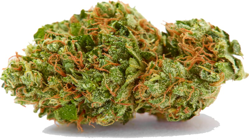 AK-47 cannabis bud close up in white background