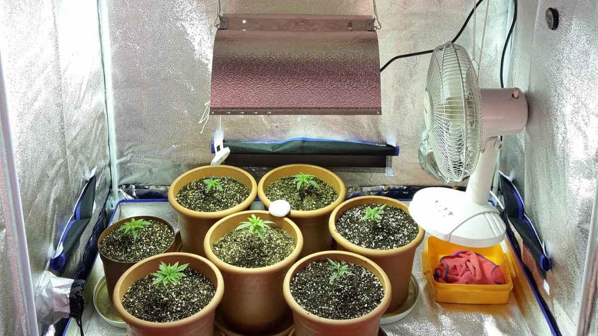 Inside a cannabis indoor grow tent with five cannabis plants a fan and hydropolic system