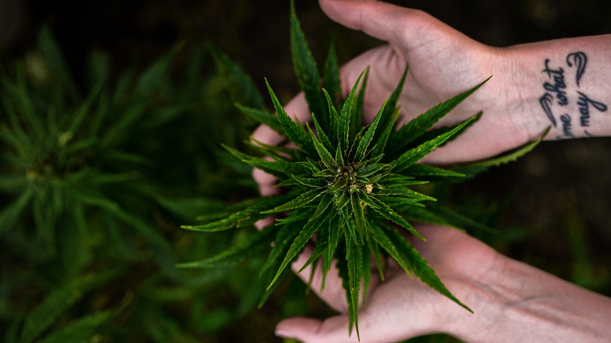 Person with a tattoo holding a cannabis plant with two hands with dark green background