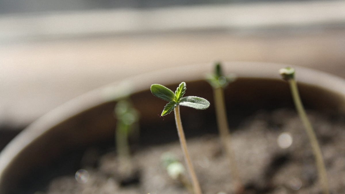 Image of a new grown cannabis plant in a pot