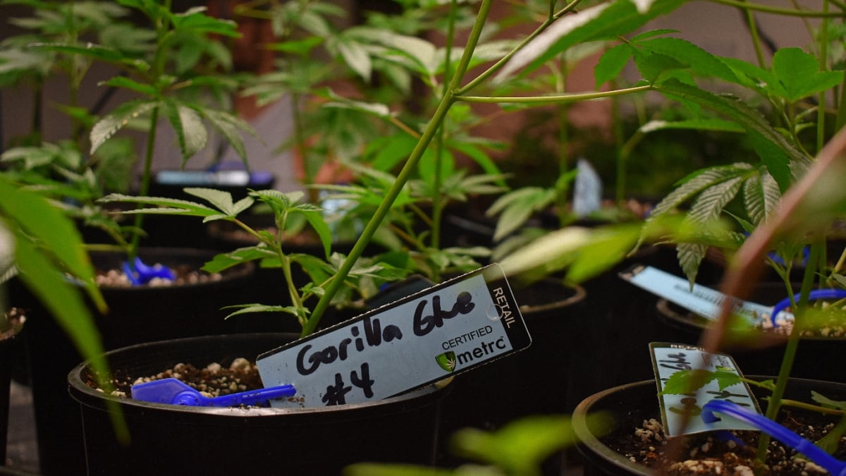 image of new grown cannabis plants in a container