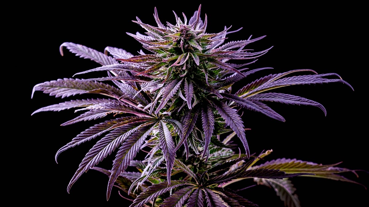 purple marijuana medical blue mystic cannabis leaf beautiful plant on black, blueberry mix grade