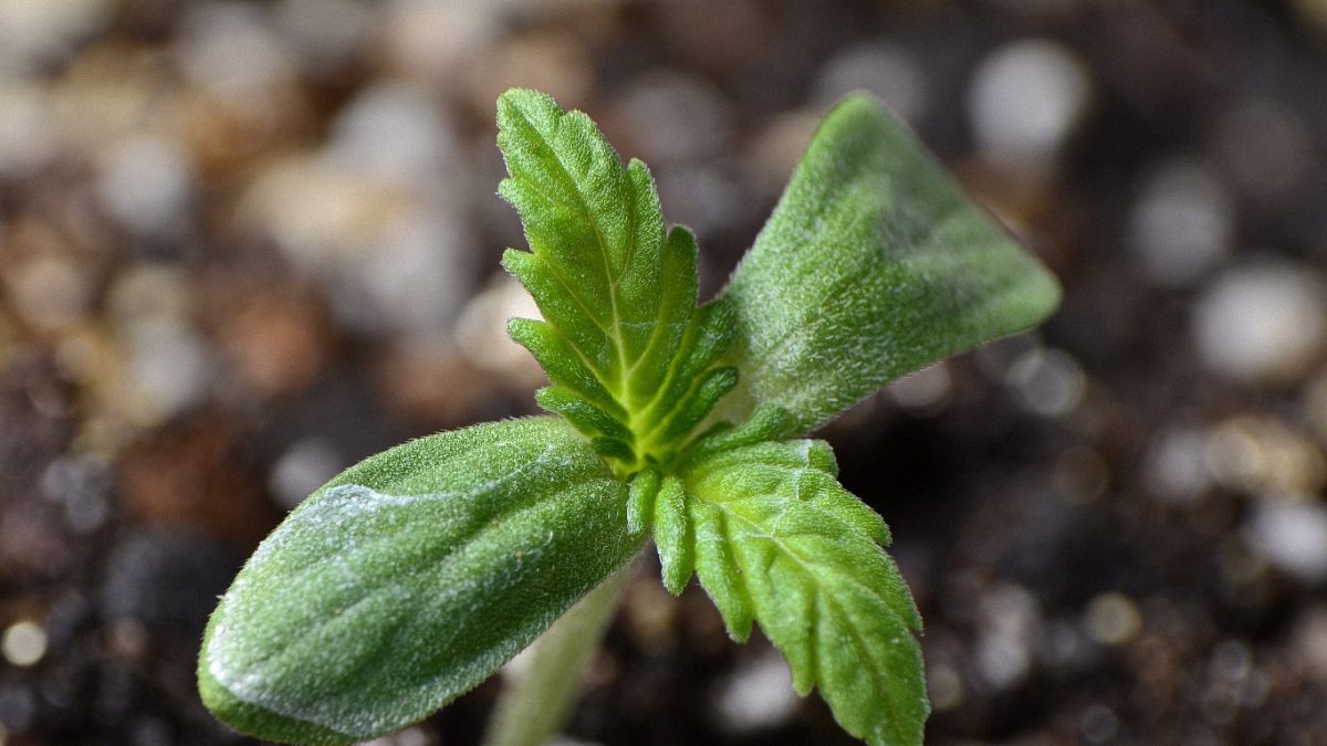 Up close image of a new grown cannabis plant in a soil background