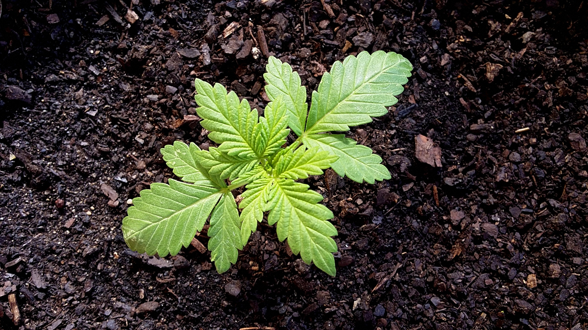 Close up shot of new grown cannabis plant with soil background