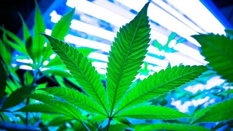 Cannabis leaf under a grow tent's light