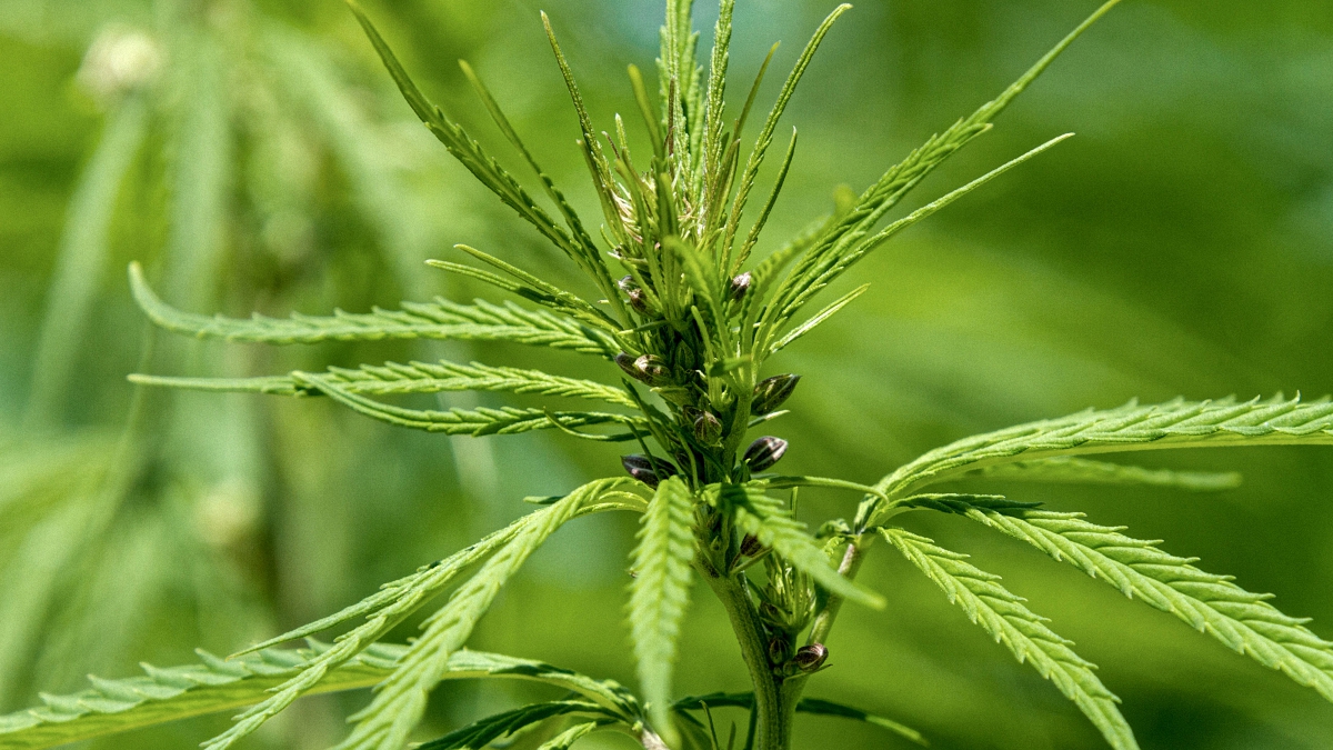 Close up image of hemp plant in an outdoor green background