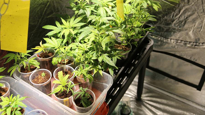 Multiple cannabis plants set up inside a grow tent