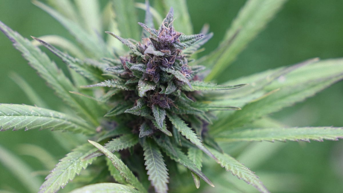 close up image of a purple sativa cannabis flower and bud in a cannabis green background