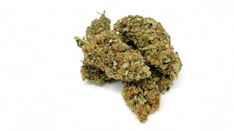 Sour Diesel sativa cannabis buds lying on top of each other in a white background