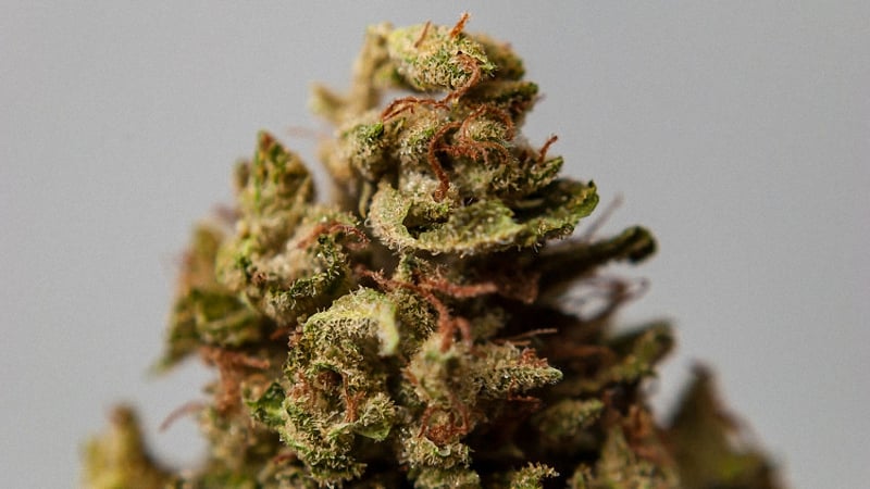 Sour diesel cannabis buds in a grey background