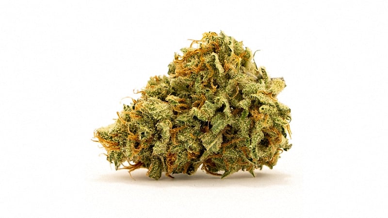 Super lemon haze sativa bud in a white background