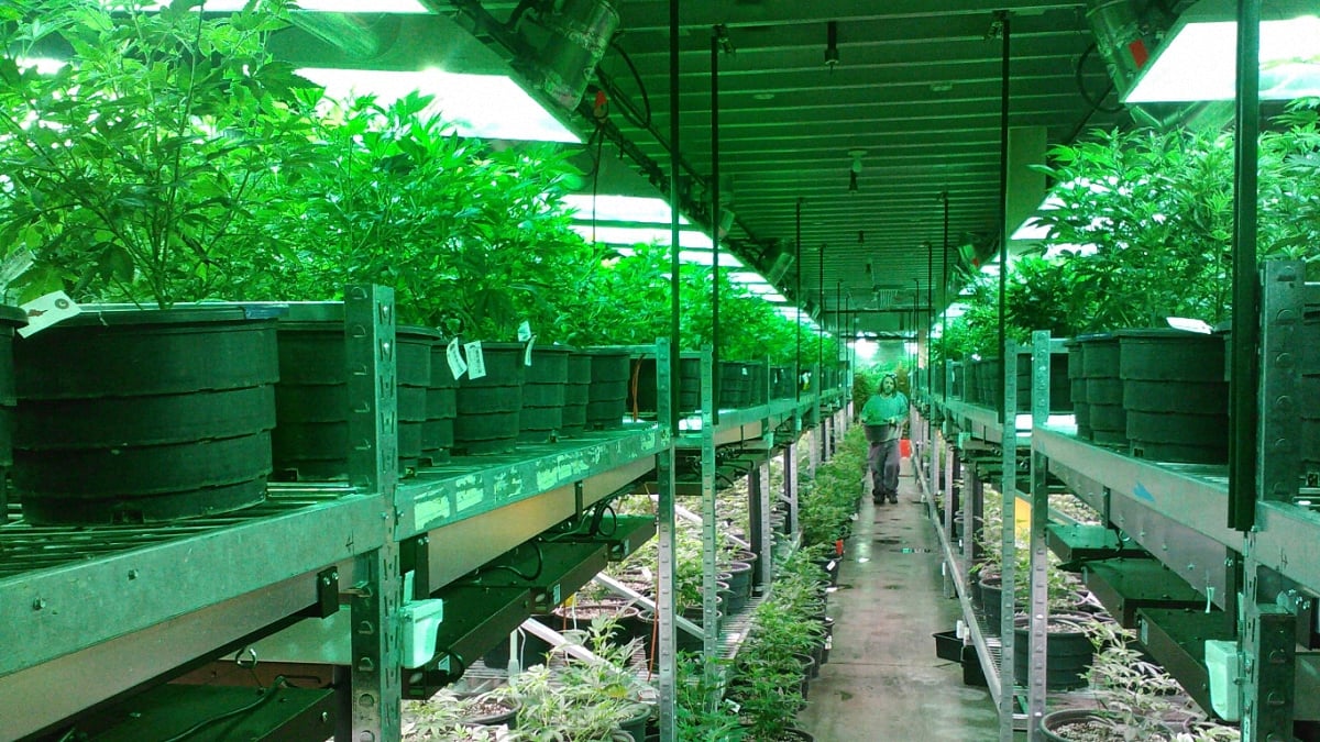 An aisle of cannabis indoor farm 