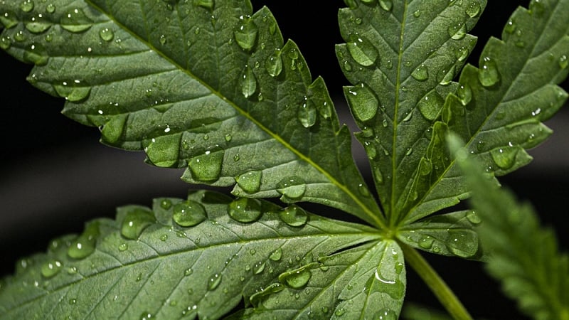 Close up image of a marijuana leaf with droplets of water on it