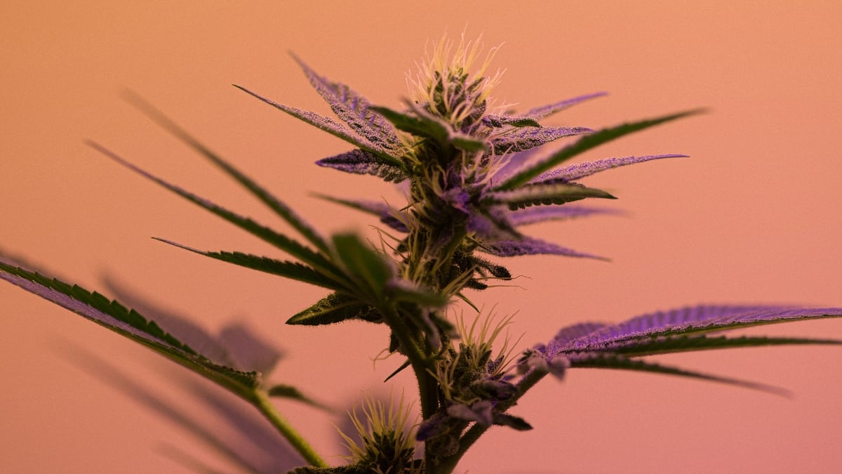 cannabis strain in orange background