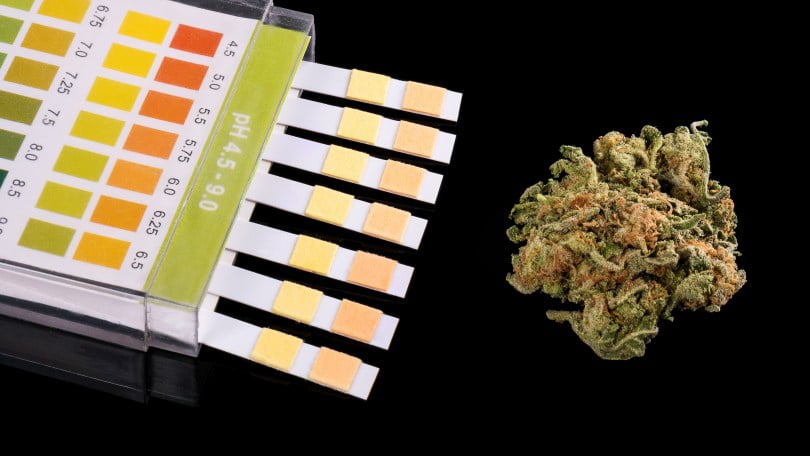 drug testing samples next to a cannabis bud in black background