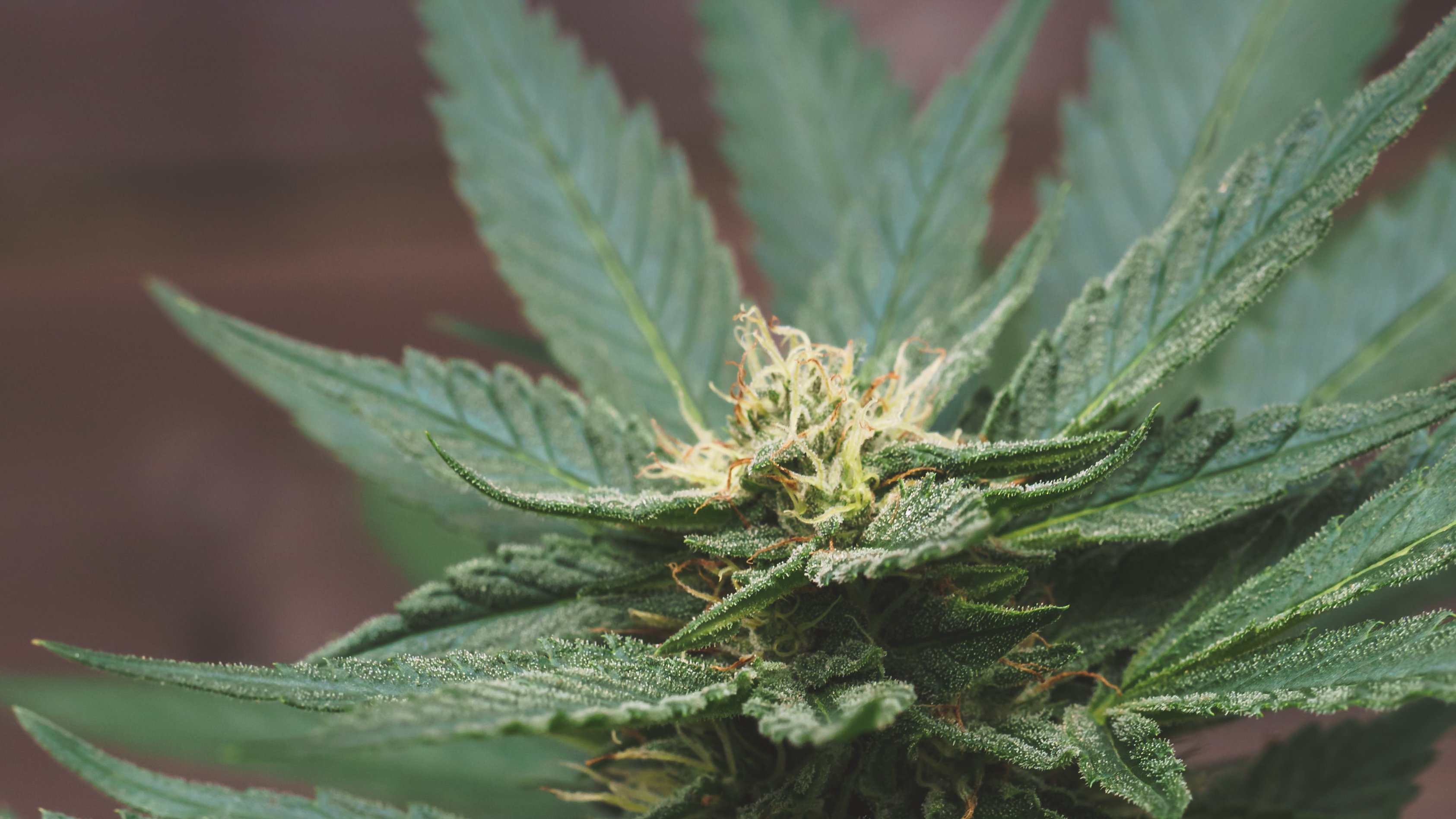 close up image at a cannabis strain outdoors