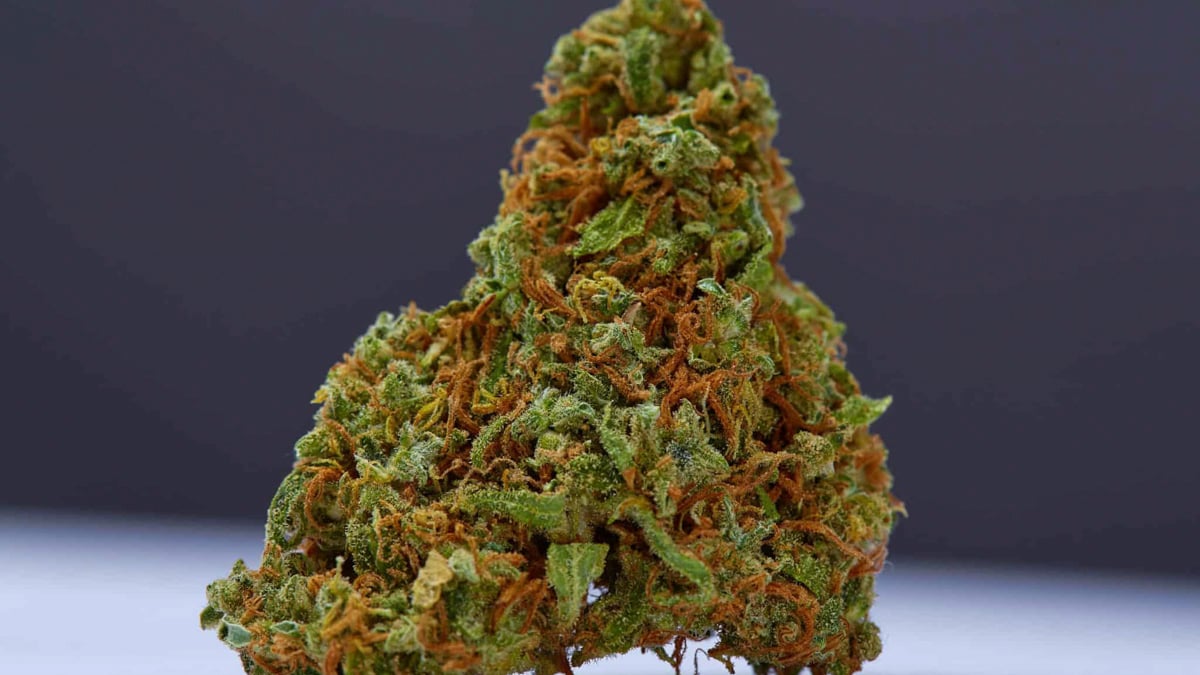 Close up Master Kush cannabis bud in gray background