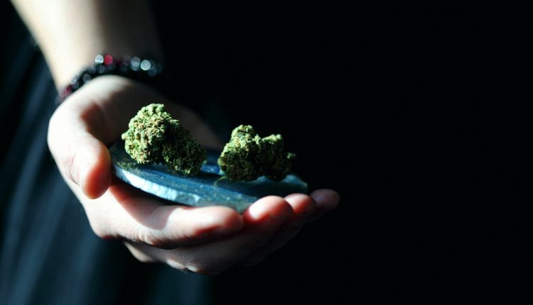Two cannabis buds on a jar cap on top of a person's hand