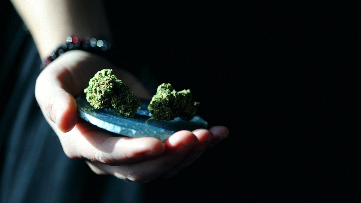 Two cannabis buds on a jar cap on top of a person's hand