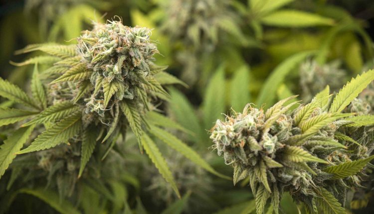 Close up image of marijuana buds on a cannabis plant